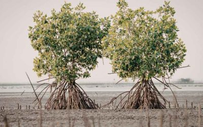 Cocotiers et mangroves en Laponie: exploration décalée de paysages inattendus
