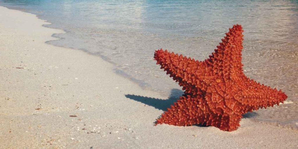 les spots snorkeling