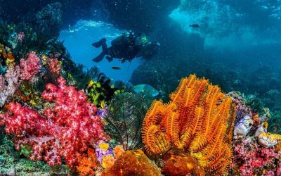 Barrière de corail Laponie : où plonger pour admirer les plus beaux fonds marins ?